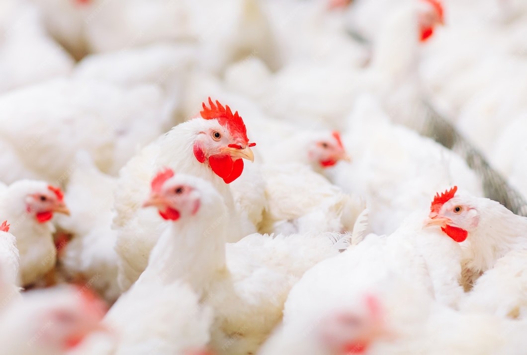 indoors-chicken-farm2